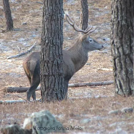 Semesterbostad - The Little Star *